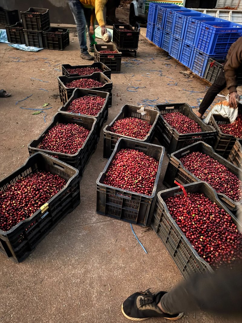 Ventilated blue and black crates of red cherries