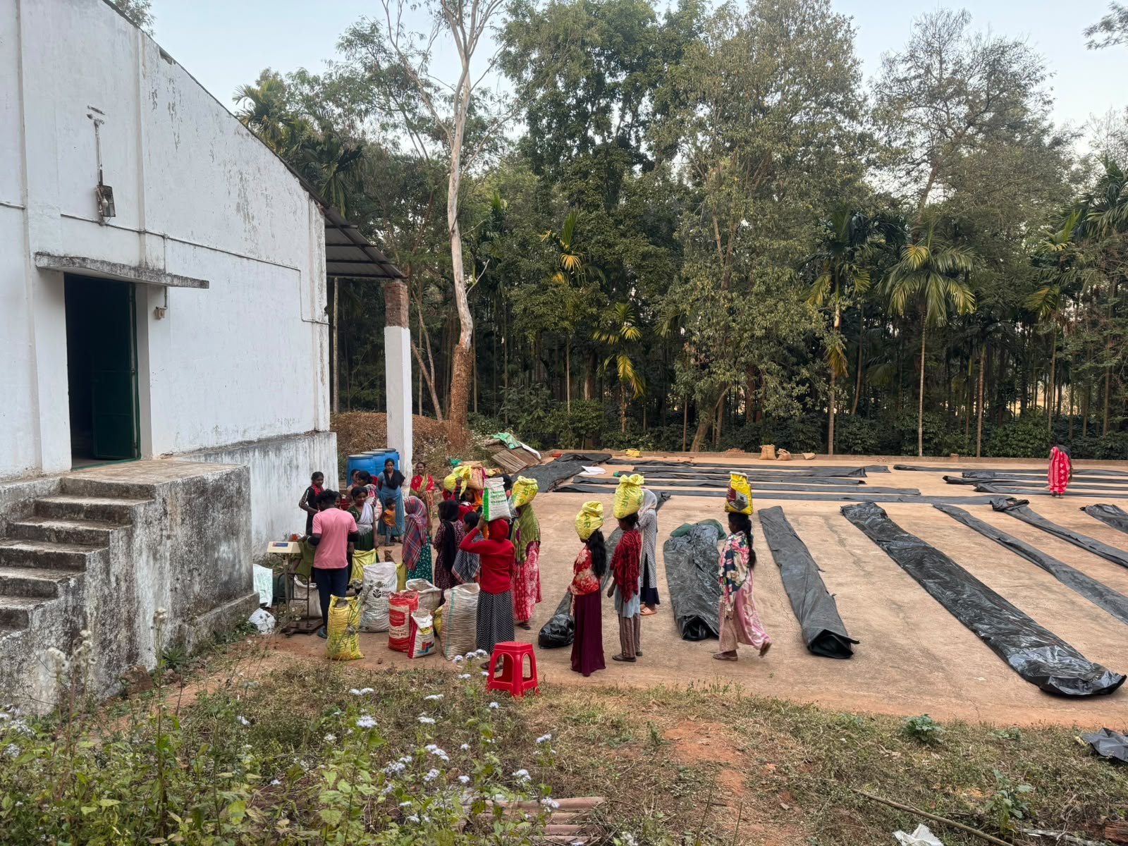Tribal smallholders queuing at the aggregation scale with harvest sacks