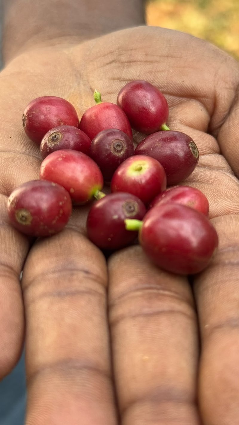 Handpicked ripe red coffee cherries in farmer's palm