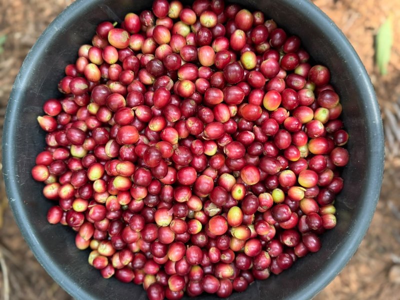 Bucket of freshly picked ripe red coffee cherries