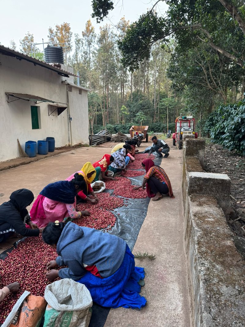 Line of women hand-sorting cherries alongside processing mill
