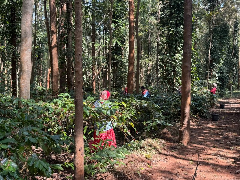 Tribal women harvesting in shade grove