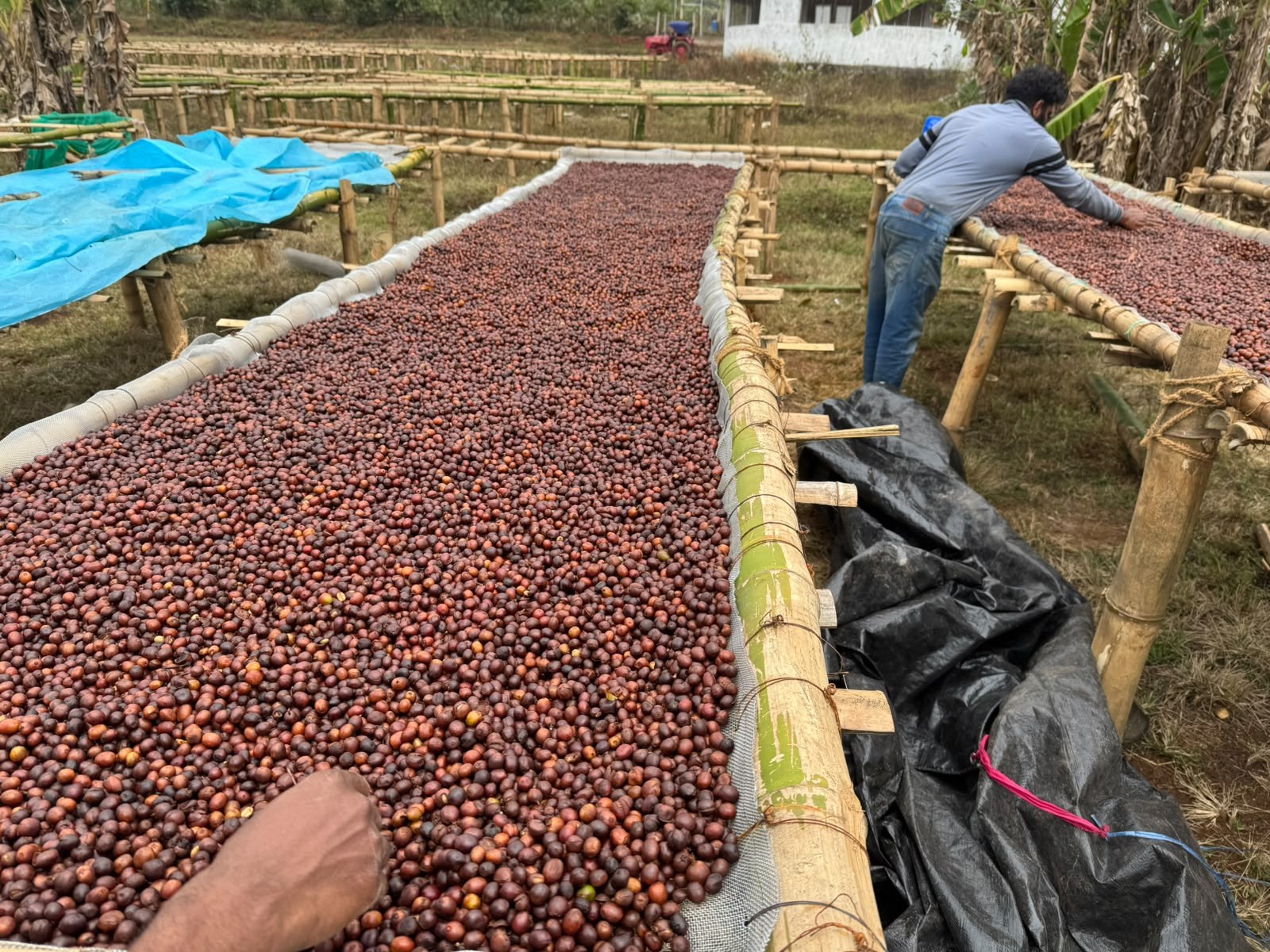 Workers raking whole coffee cherries on bamboo raised drying beds