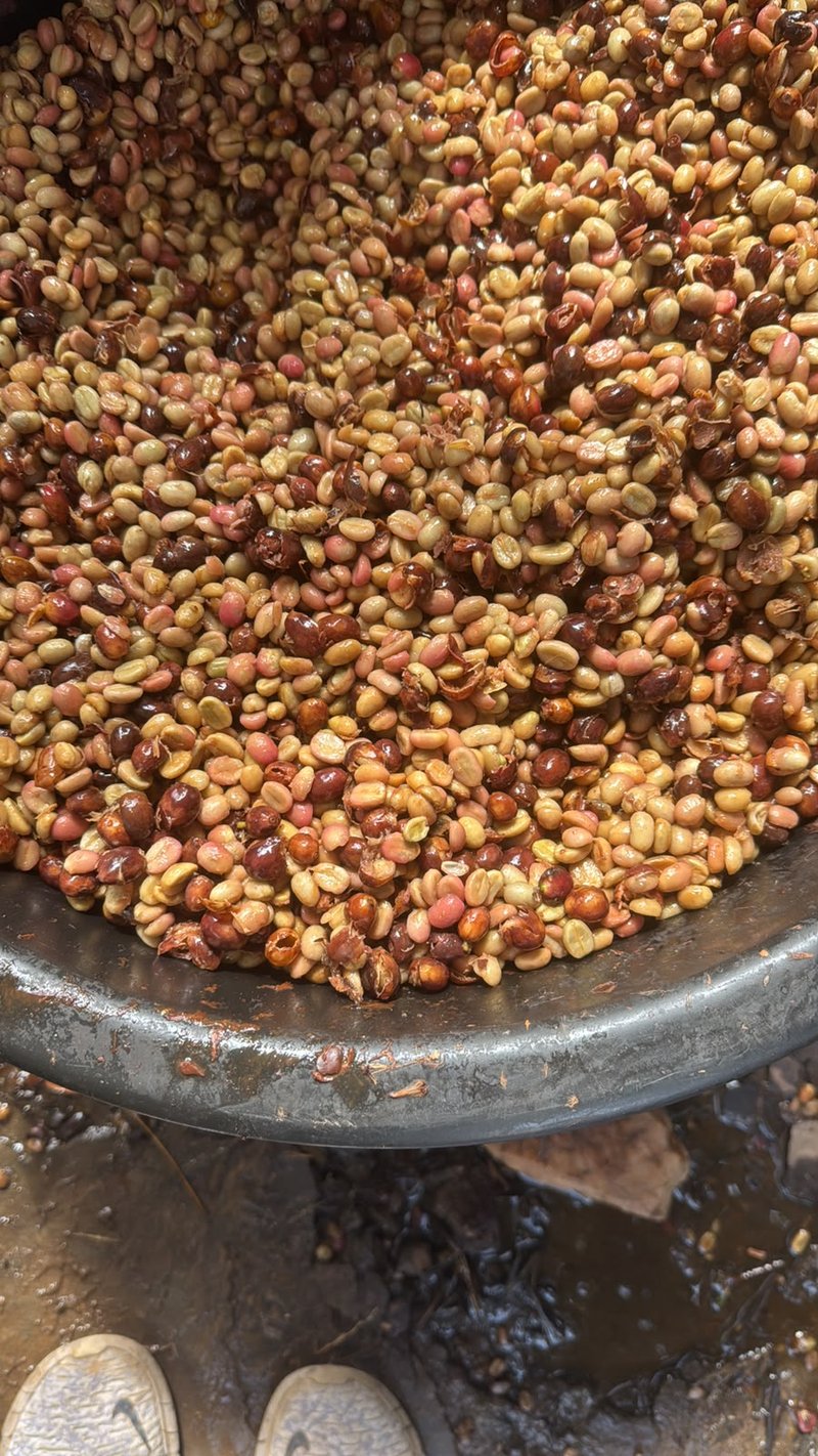 Freshly depulped parchment coffee with mucilage