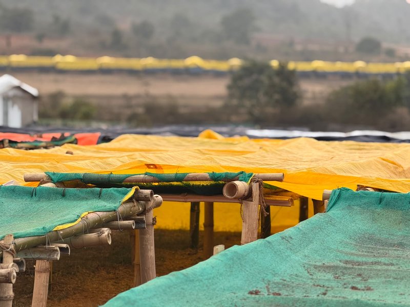 Bamboo beds with protective yellow covers