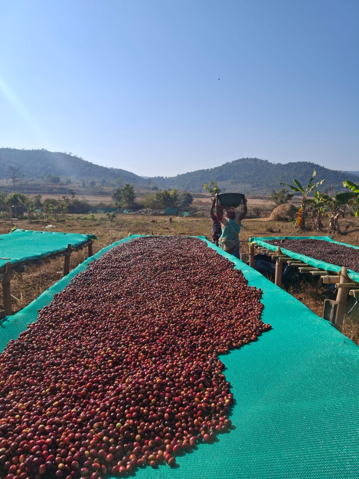 Coffee drying on raised beds against the scenic Koraput highlands mountain range