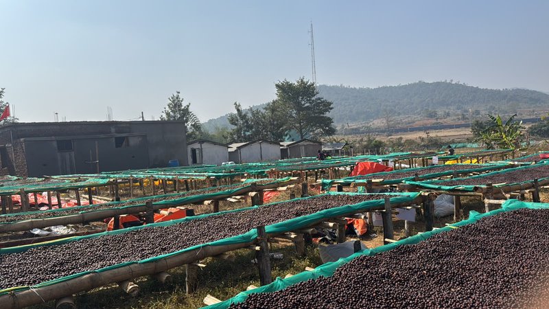 Panoramic view of raised beds with Koraput hill