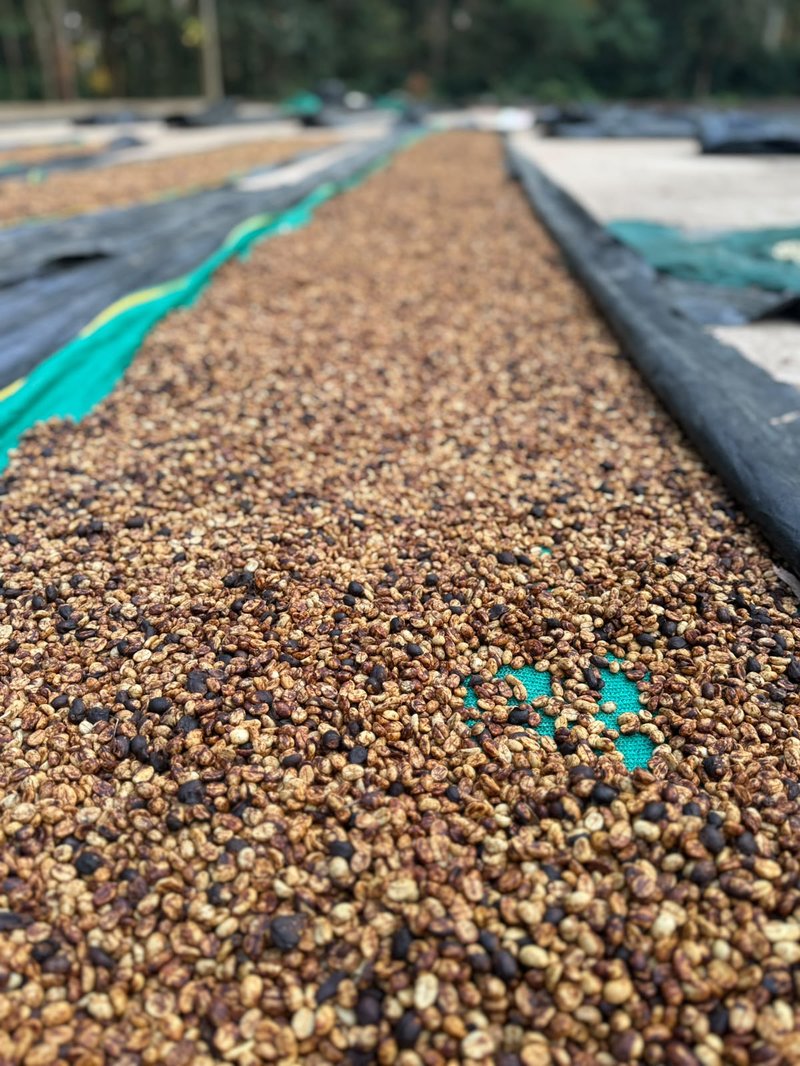 Honey sun-dried parchment coffee on mesh patio