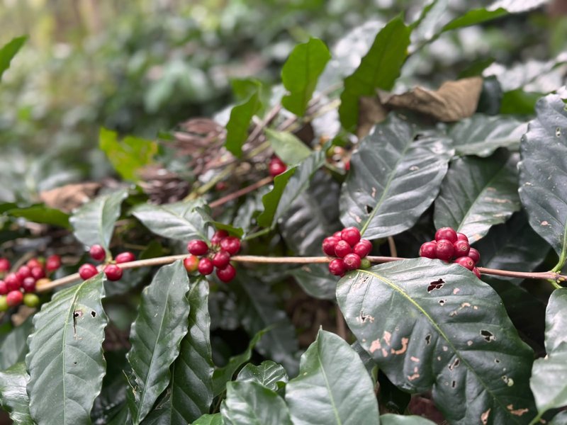 Highland Arabica branch with ripe cherries
